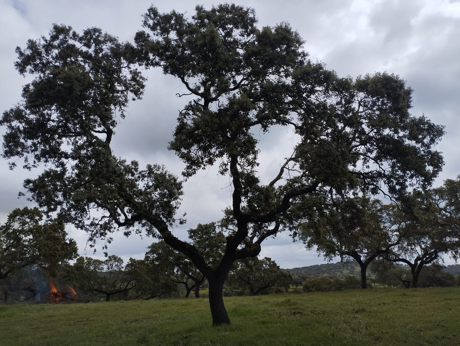 Servicios Forestales Victor Torrado 16