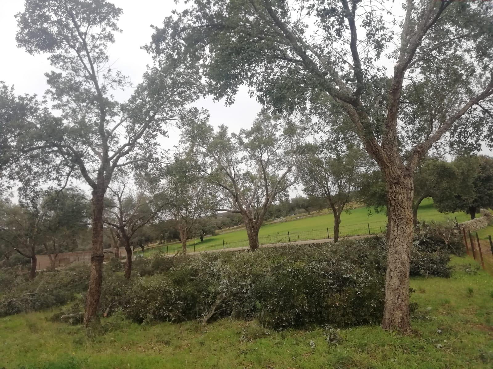 Servicios Forestales Victor Torrado 25