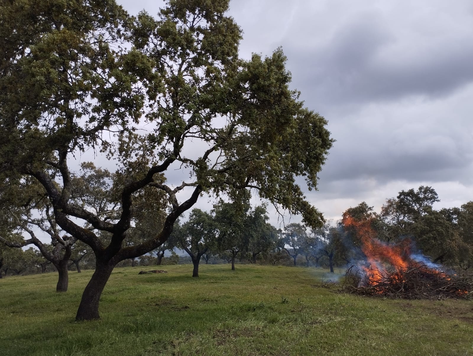 Servicios Forestales Victor Torrado 19