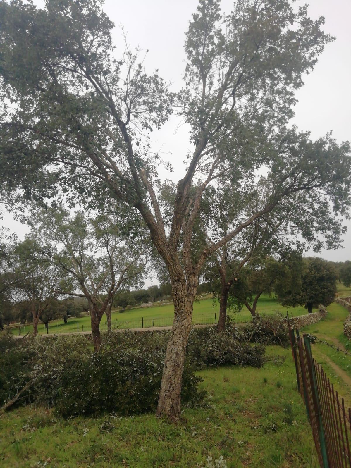 Servicios Forestales Victor Torrado 24