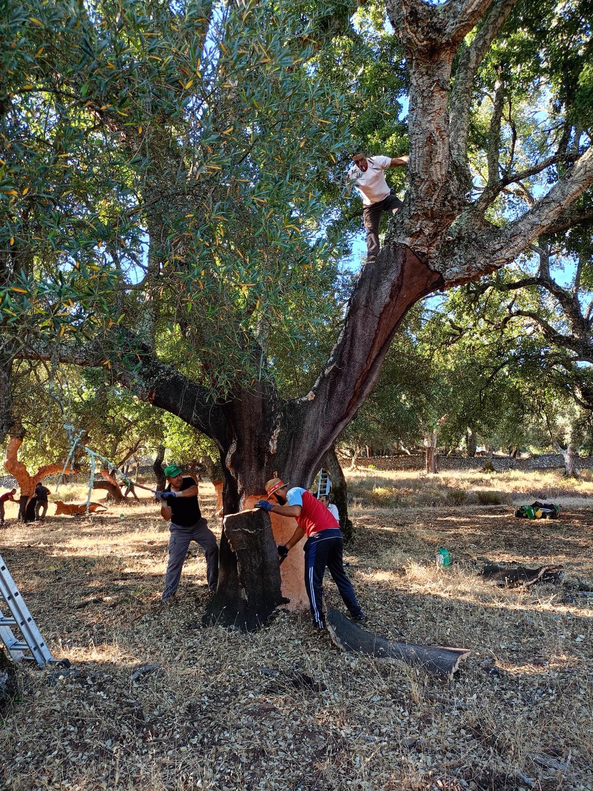 Servicios Forestales Victor Torrado 9