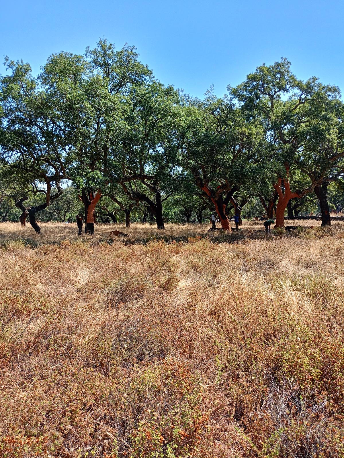 Servicios Forestales Victor Torrado 12