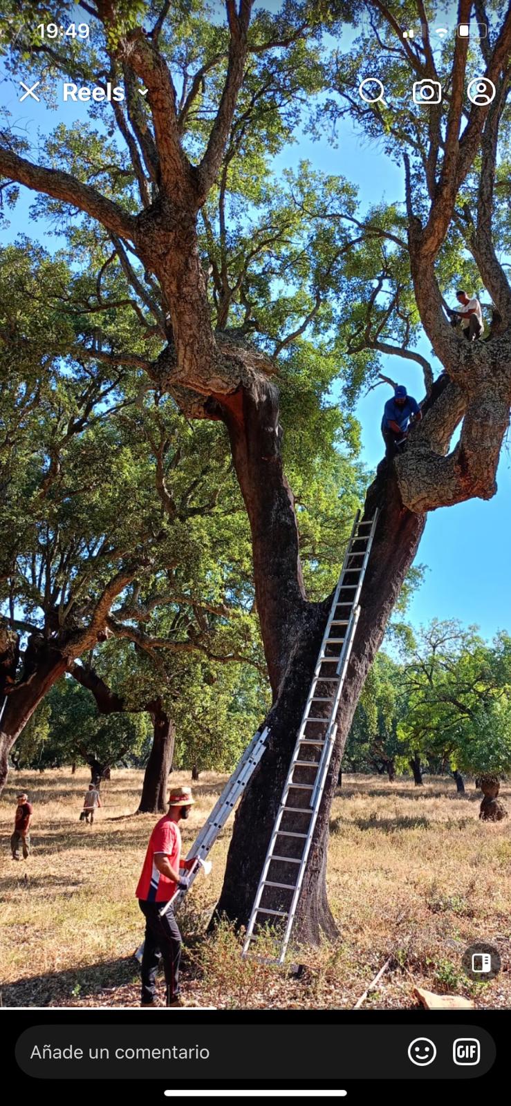 Servicios Forestales Victor Torrado 28