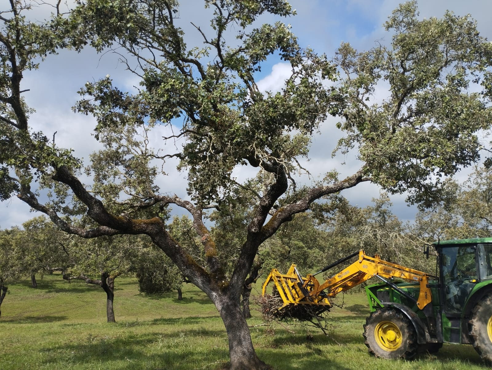 Servicios Forestales Victor Torrado 21