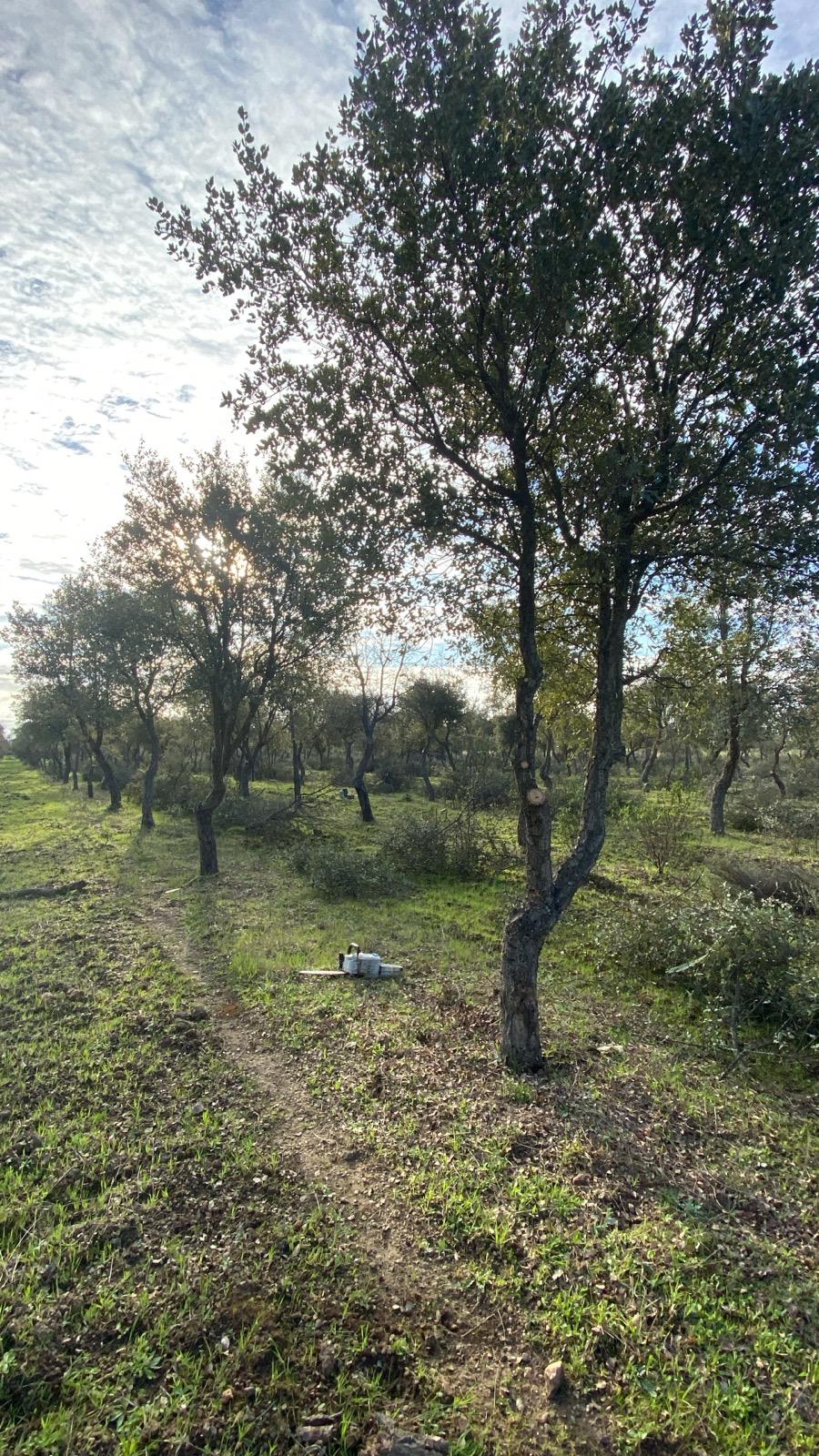 Servicios Forestales Victor Torrado 10