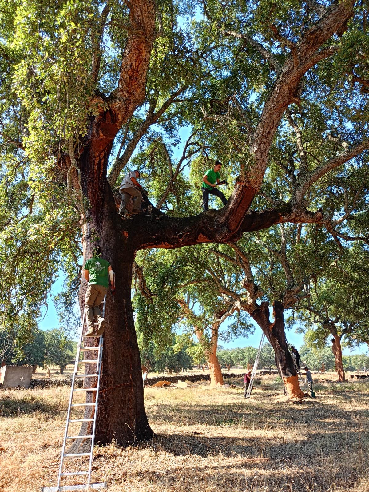 Servicios Forestales Victor Torrado 5