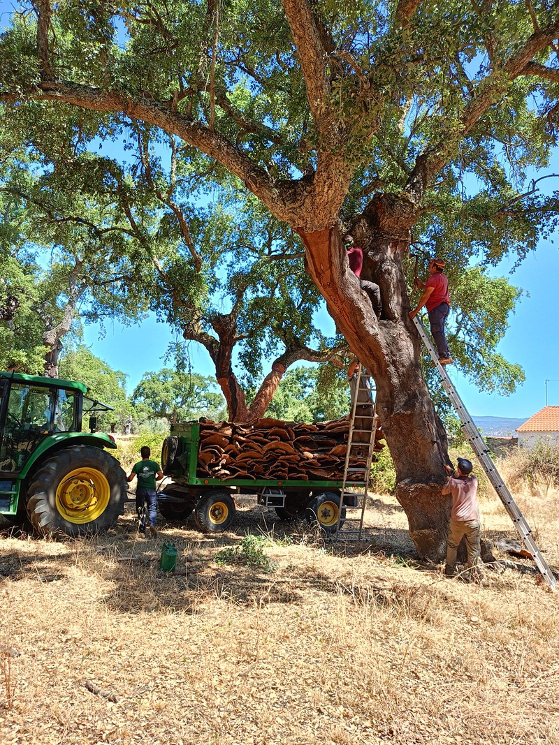 Servicios Forestales Victor Torrado 32