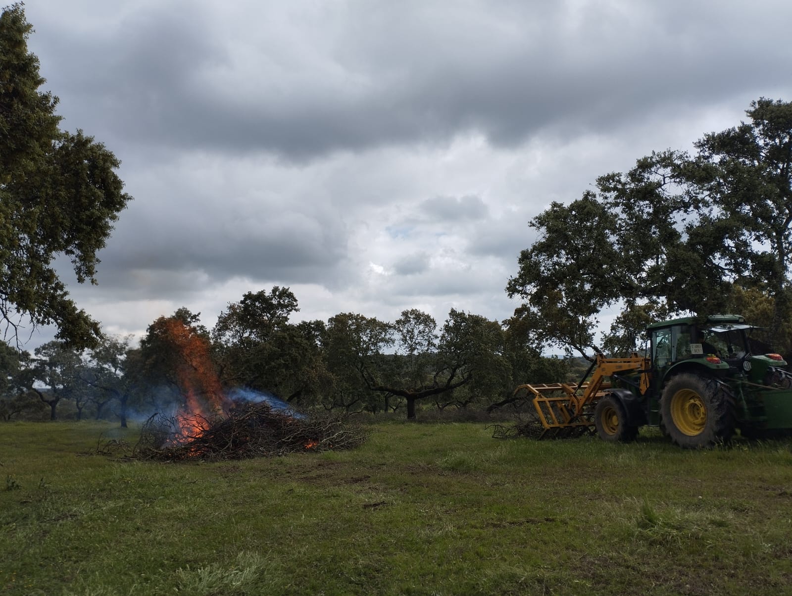 Servicios Forestales Victor Torrado 18