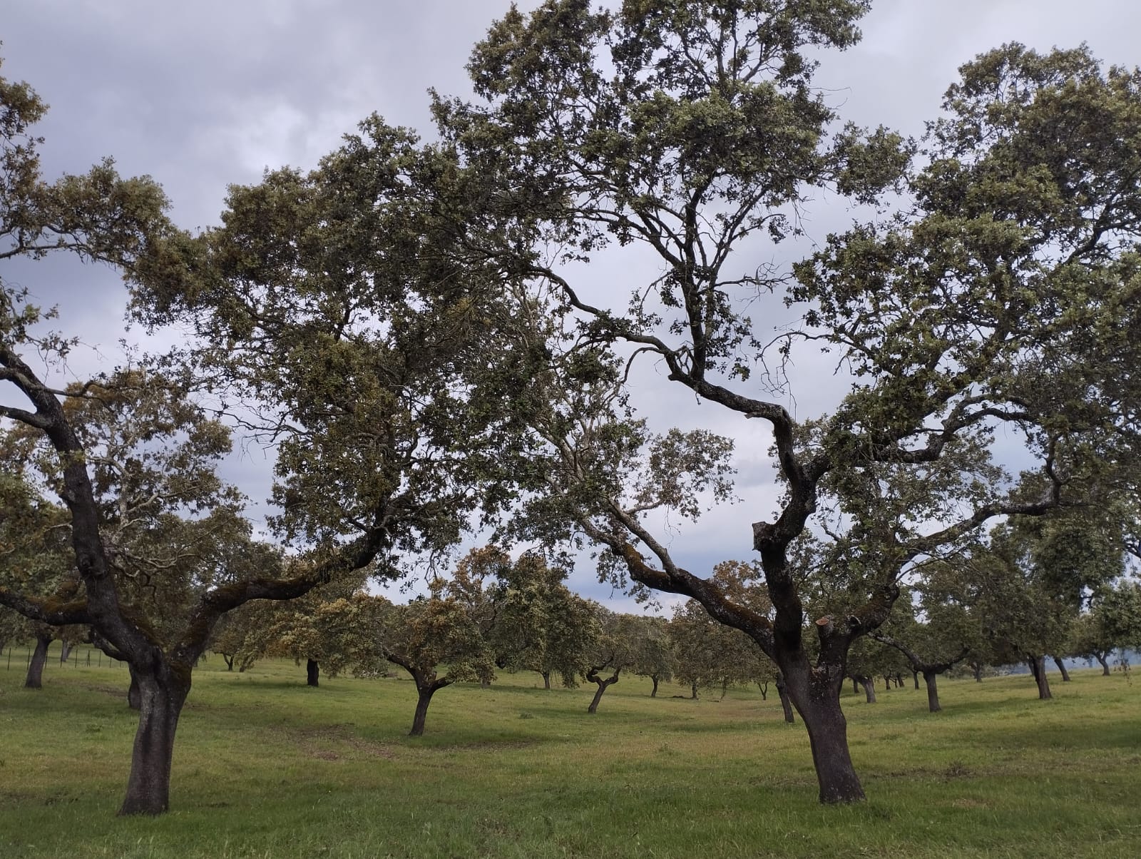 Servicios Forestales Victor Torrado 15