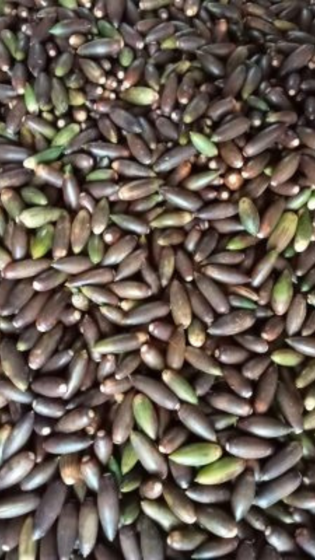 Servicios Forestales Victor Torrado 14