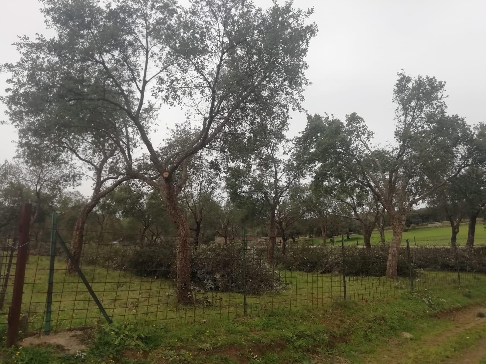 Servicios Forestales Victor Torrado 26