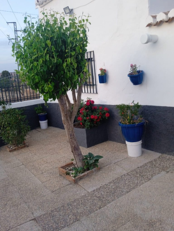 Galería de imágenes