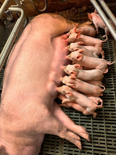 Galería de imágenes