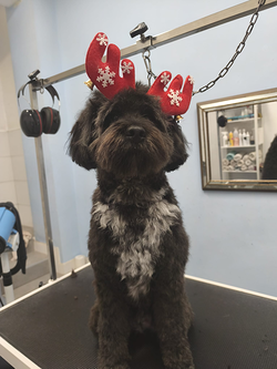 Galería de imágenes