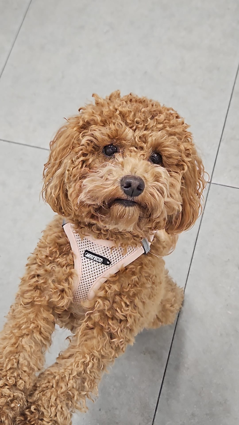 Gos Feli&ccedil; PELUQUERIAS CANINAS