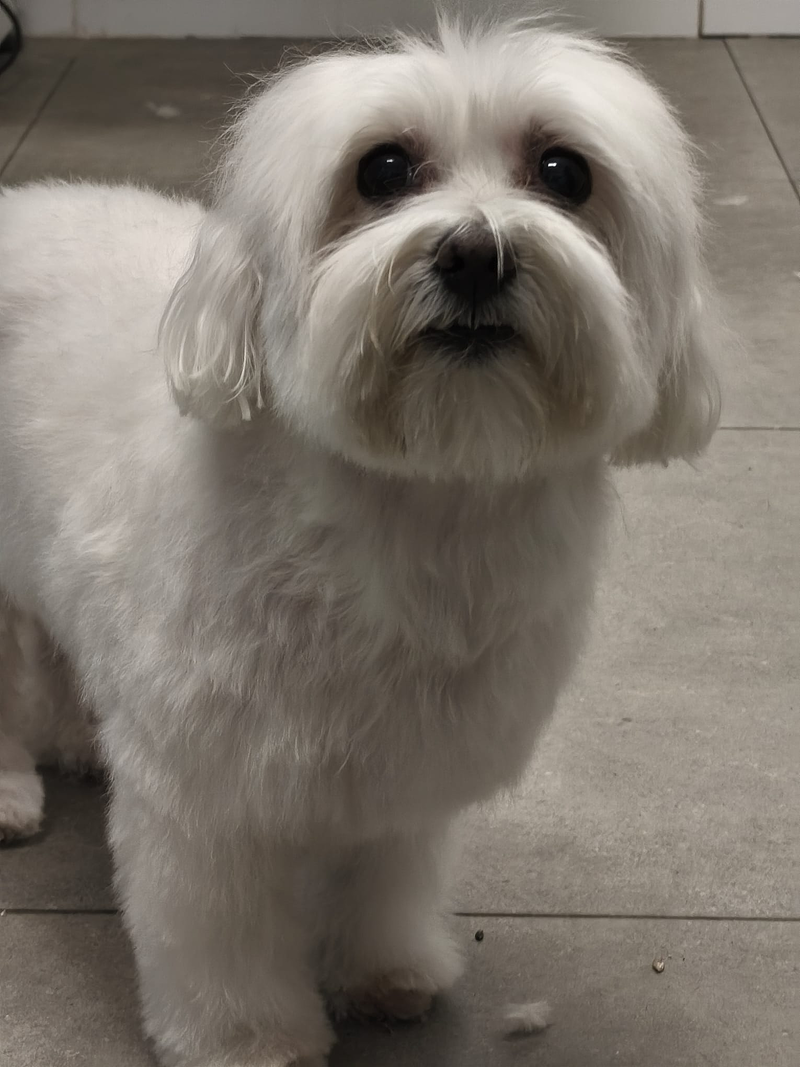 Gos Feli&ccedil; Barcelona