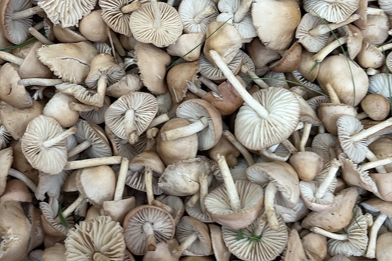 Fruter&iacute;a La Pera 7