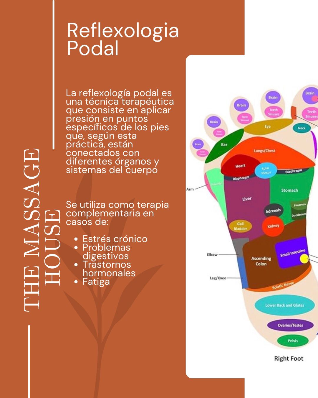 Imagen de The Massage House Escuela / Centro de Masajes y Estética