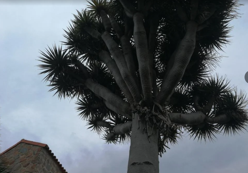 Casa El Drago Tafira Baja