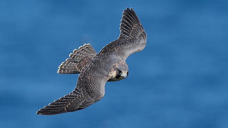 Halconera Espa&ntilde;ola - Control De Fauna PALOMAS Y OTRAS AVES: CONTROL DE PLAGAS