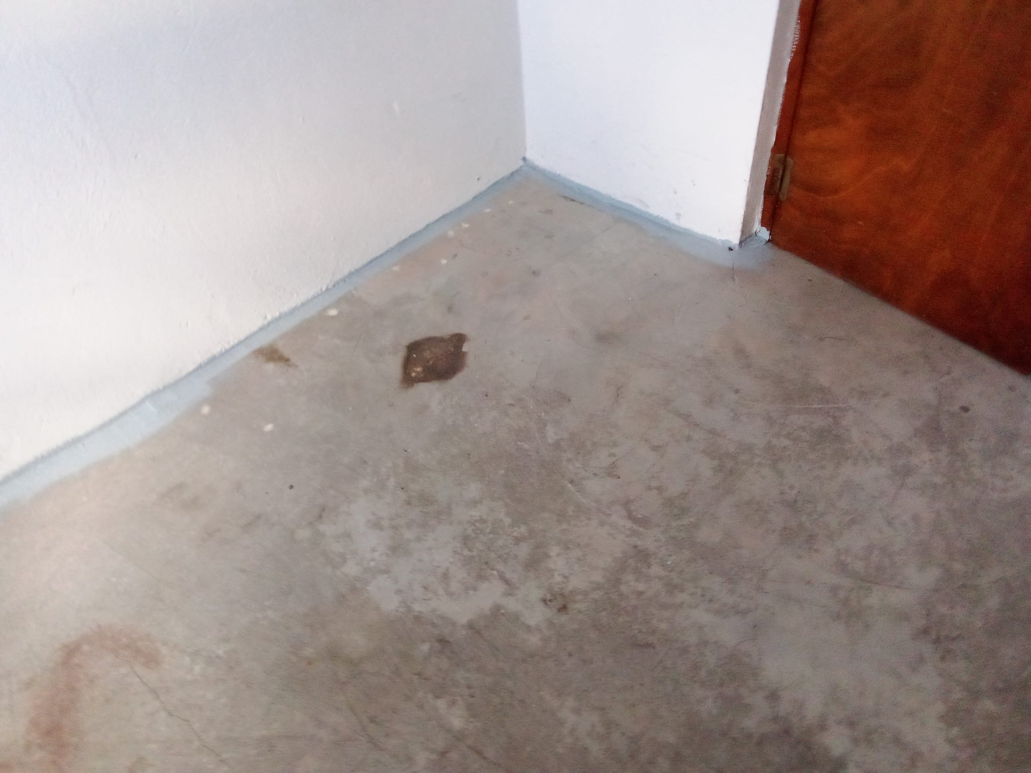 Reformas Carlos William 8