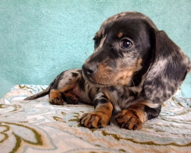 Centro Canino San Melchor De Quiros Parres
