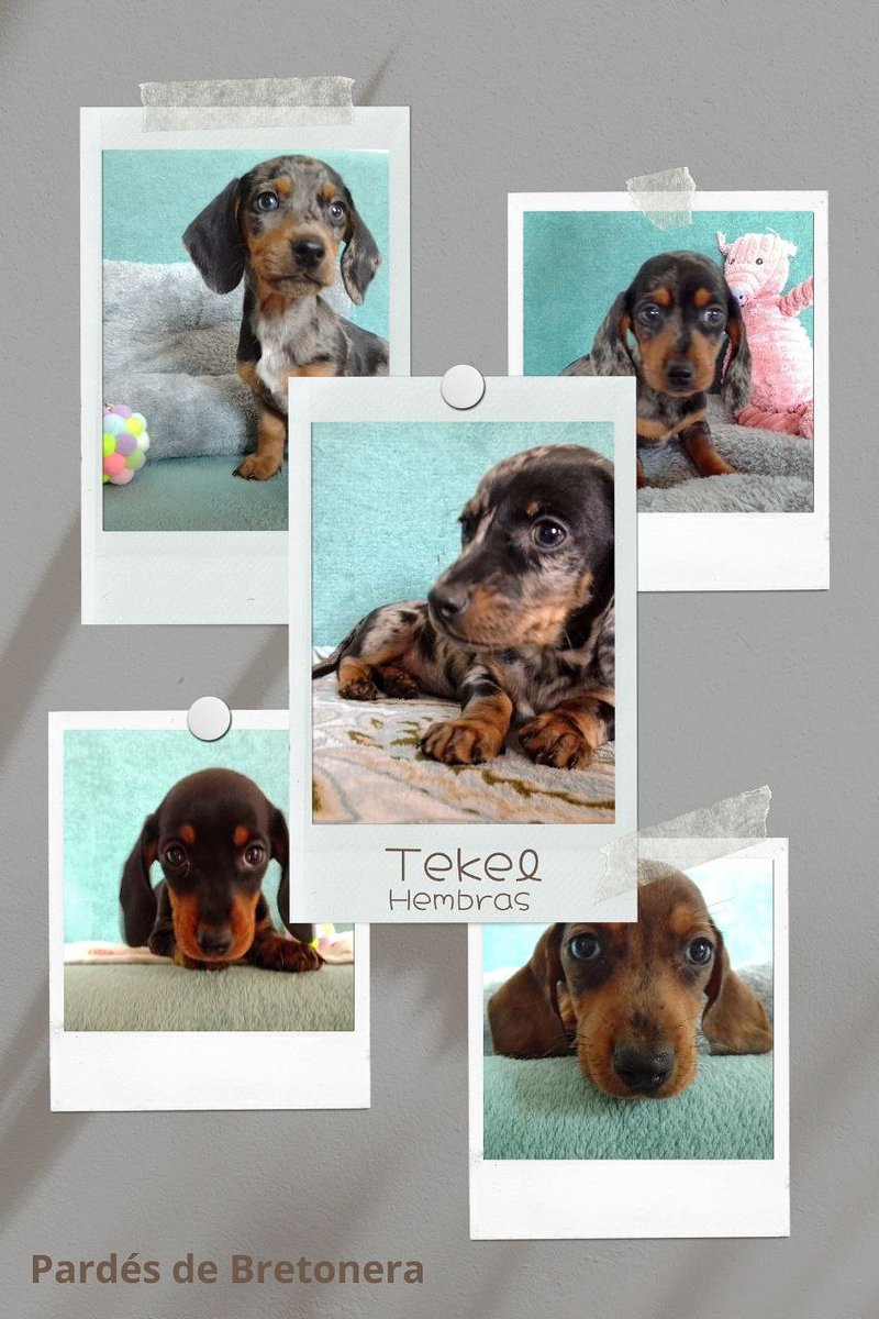 Centro Canino San Melchor De Quiros CRIADEROS CANINOS