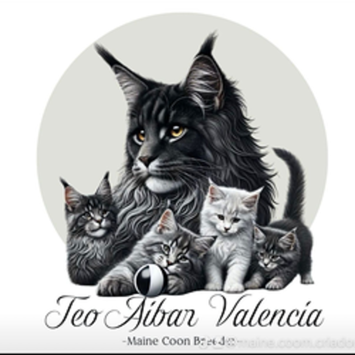 TeoAibarValencia Criador Maine Coon