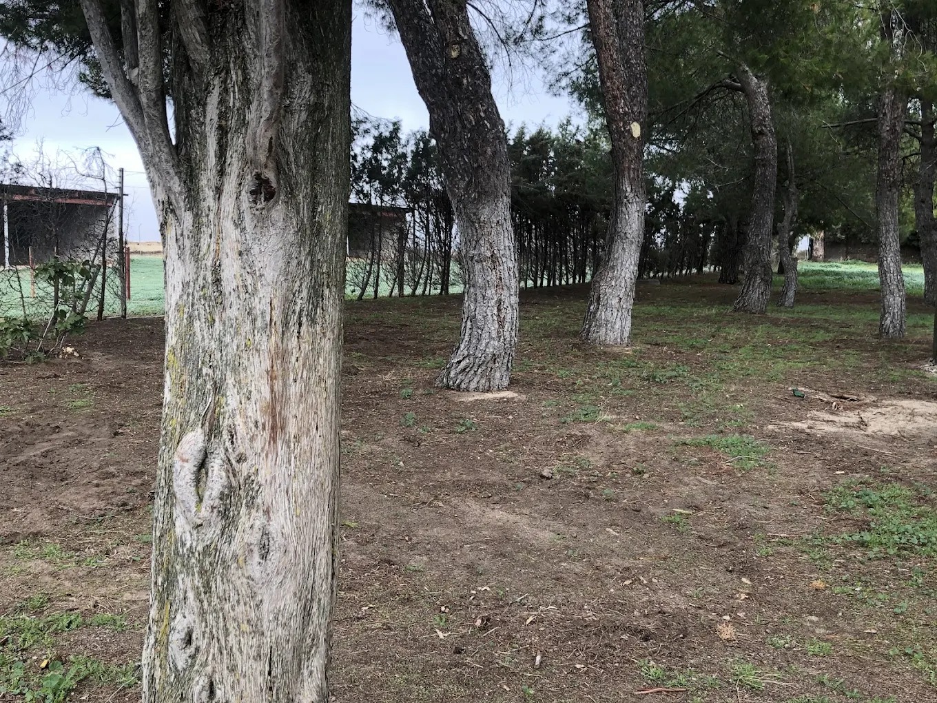 Hipica El Carrizal De Cubas 10