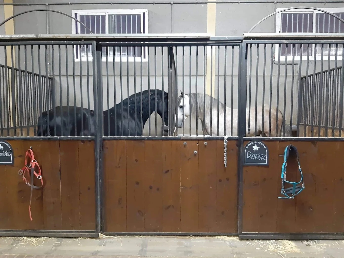 Hipica El Carrizal De Cubas 15