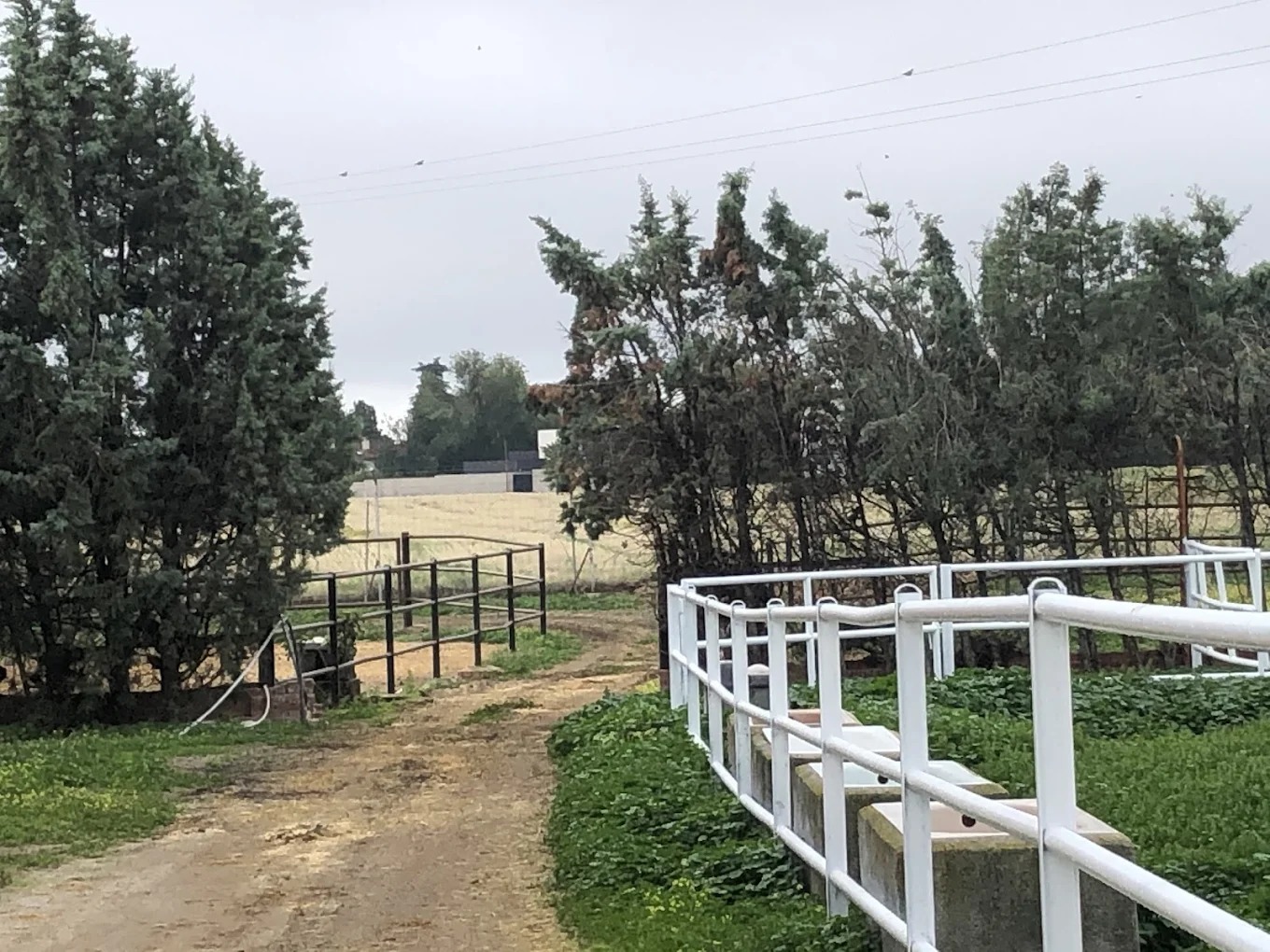 Hipica El Carrizal De Cubas 12