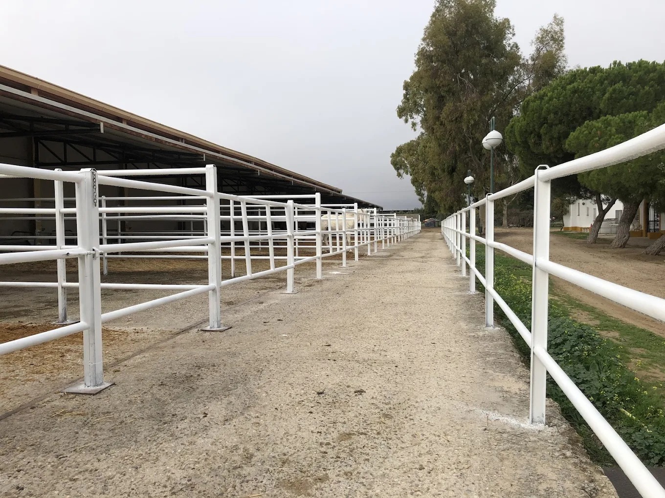 Hipica El Carrizal De Cubas 7