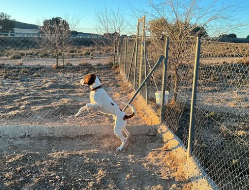 Cinocan Residencia Canina y Felina ANIMALES DE COMPAÑIA: CRIA Y RESIDENCIAS