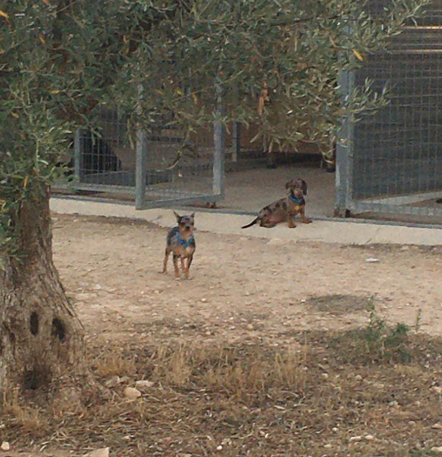 Cinocan Residencia Canina y Felina 4