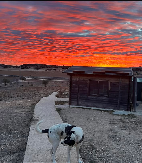 Cinocan Residencia Canina y Felina Almansa