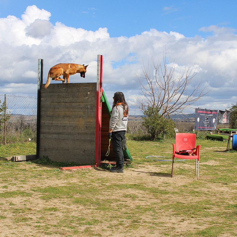 7 FLECHAS CENTRO CANINO 9