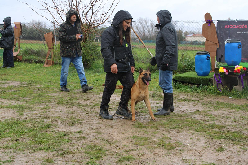 7 FLECHAS CENTRO CANINO 8