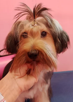 Imagen de LavamascotasPOMPITAS