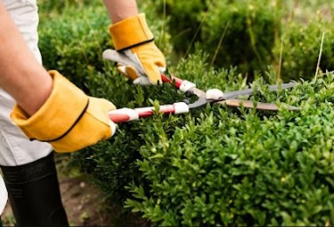 Elka Jardines Forestales JARDINERIA: EMPRESAS DE SERVICIOS