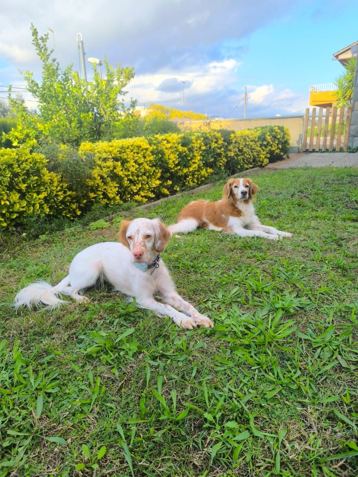 Drive Educaci&oacute; Canina 4