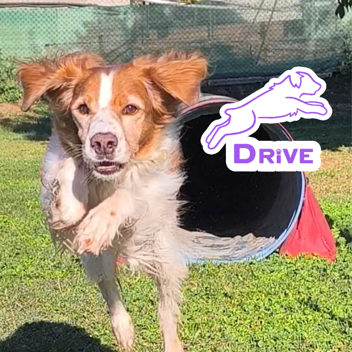 Drive Educaci&oacute; Canina 10