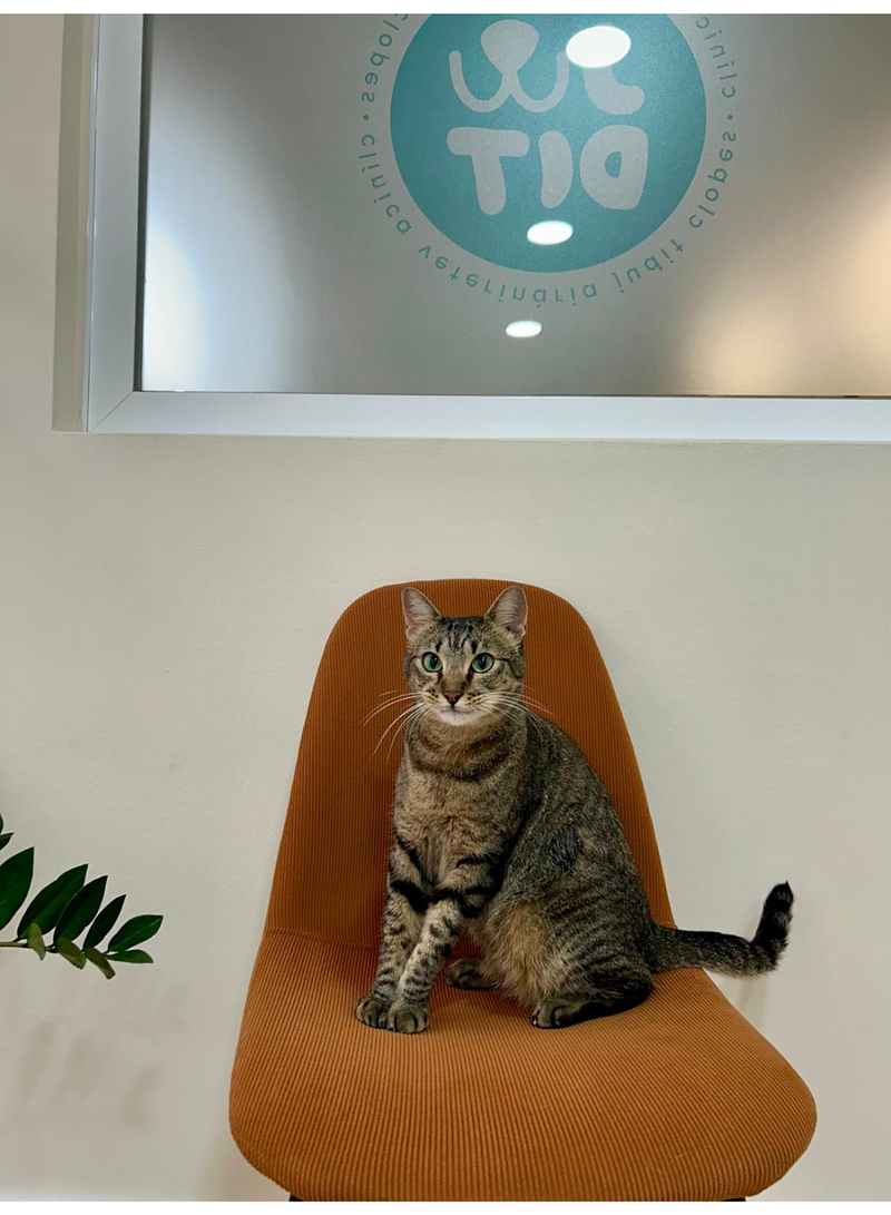 Cl&iacute;nica Veterinaria Judit Canet de Mar