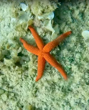 Ohana Diving 6