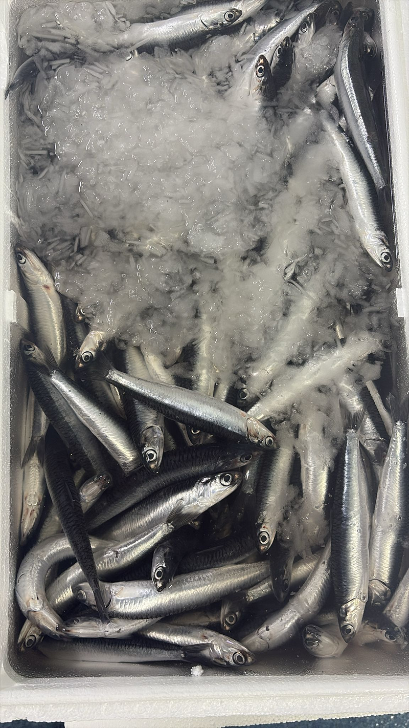 Pescaderia Ultramarinos Mary 3