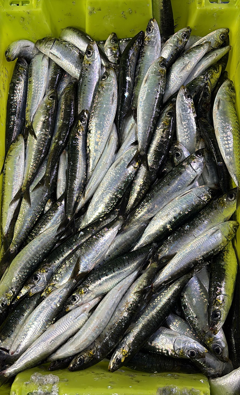 Pescaderia Ultramarinos Mary 6