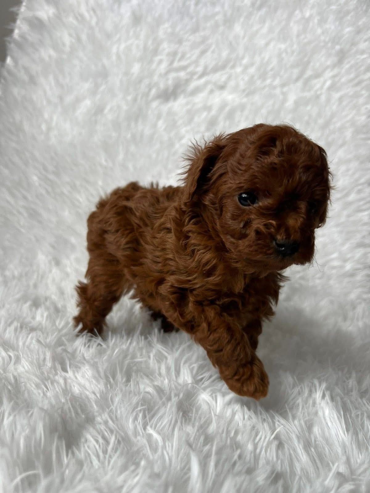 Zazacan Centro De Cr&iacute;a 6