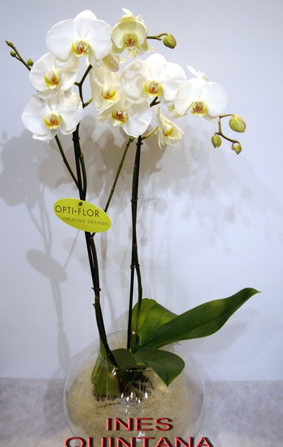 Floristería Inés Quintana 5