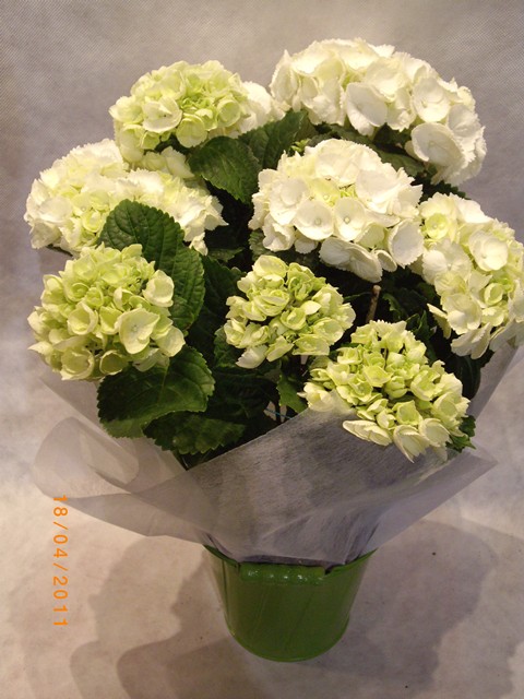 Floristería Inés Quintana 6