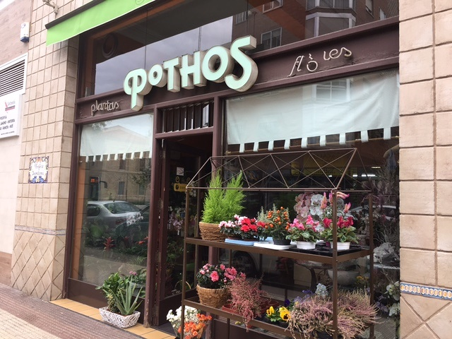 Florister&iacute;a Pothos 4