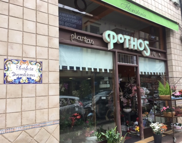 Florister&iacute;a Pothos 3